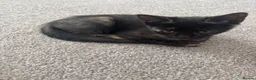 Domestic Shorthair cats for sale: Female kitten in Chatteris - Advert 5