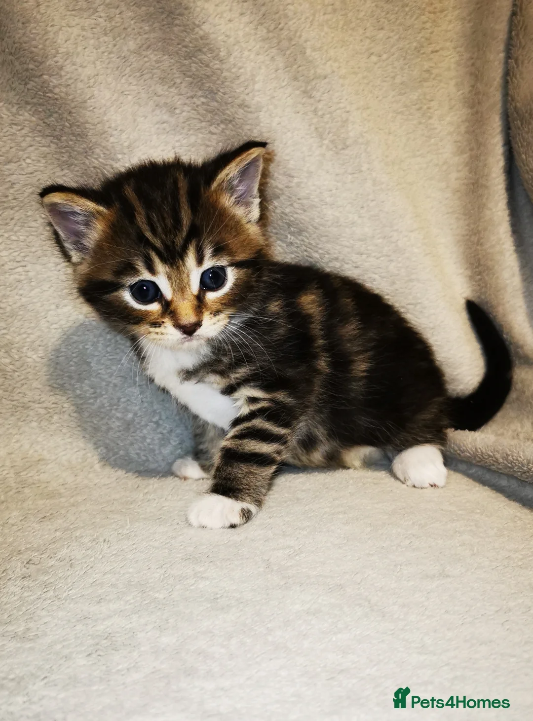 Russian Blue cats for sale: Kittens for sale - Advert 12