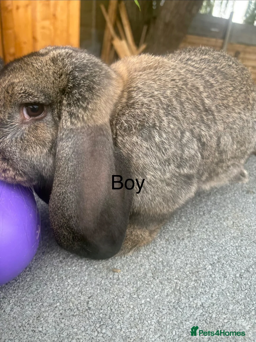 French Lop rabbits for sale: French lops and mini lops - Advert 2