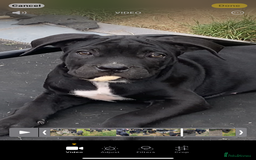 Cane Corso dogs for sale: Big Pure Cane Corso Puppies Ready Now!  - Image 16
