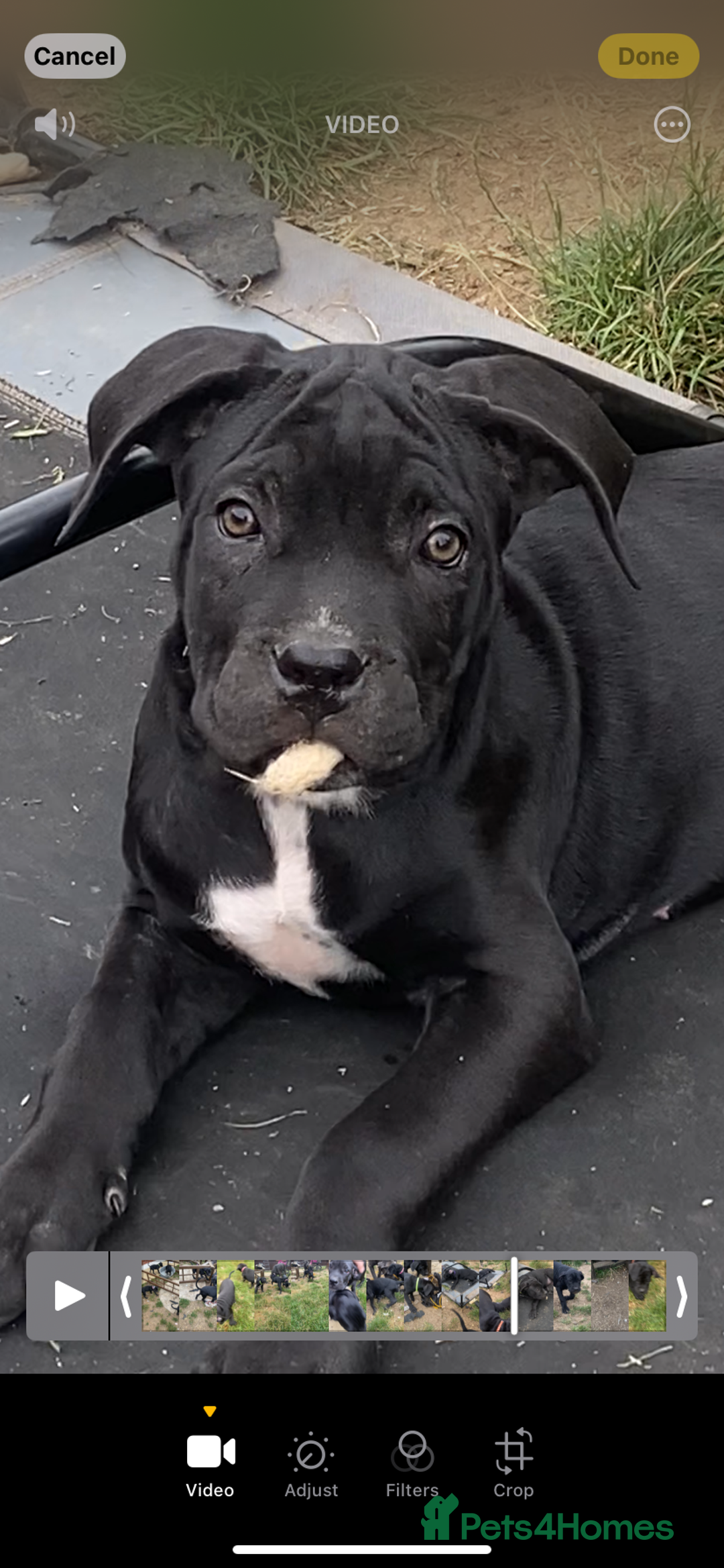 Cane Corso dogs for sale: Big Pure Cane Corso Puppies Ready Now!  - Image 16