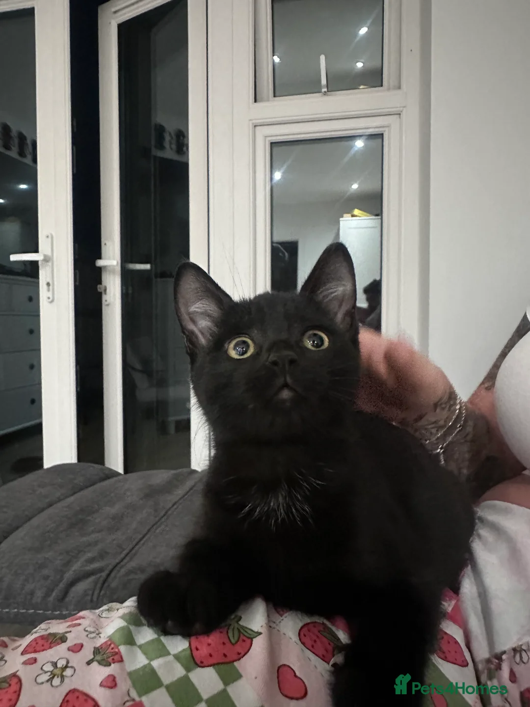 Mixed Breed cats for sale: 3 loving kittens ready for their forever home  in Chichester - Advert 2
