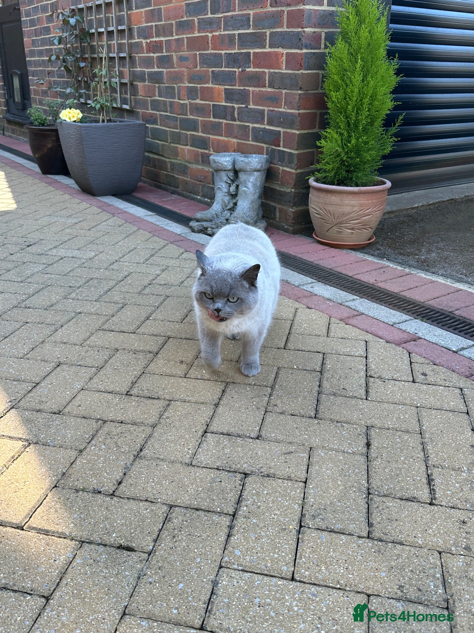 British Shorthair cats LIZZIE  - Advert 1