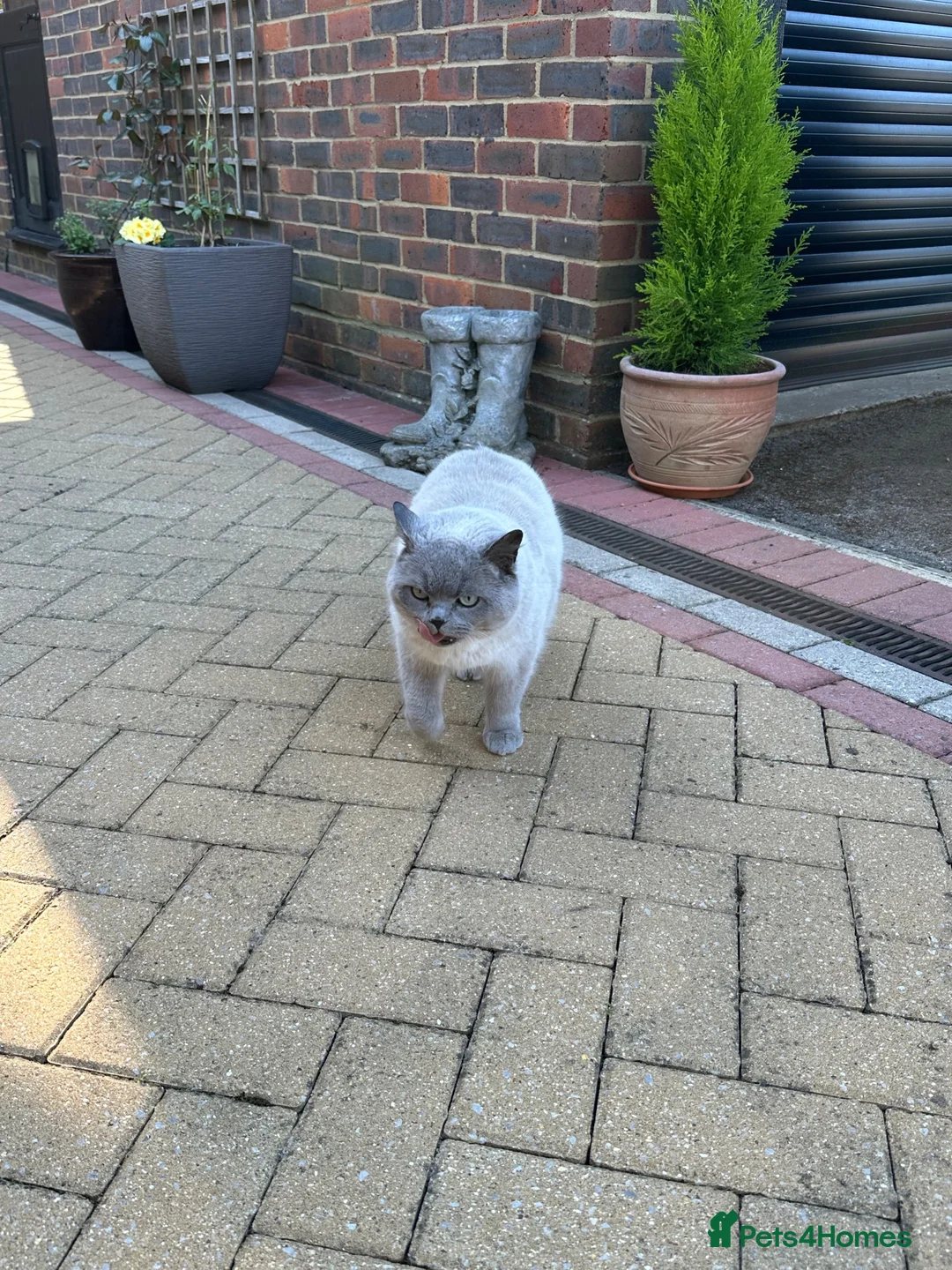 British Shorthair cats for sale: LIZZIE  in Farnborough - Advert 1