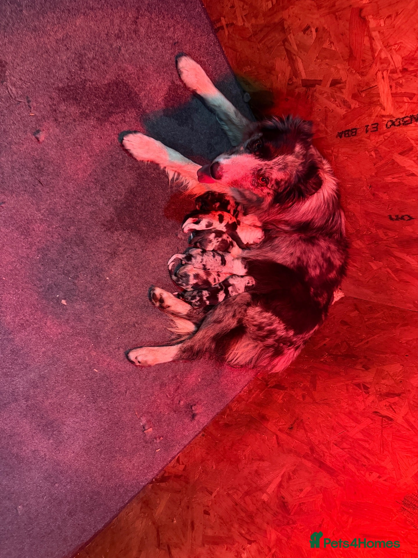 Border Collie dogs Lilac Merle pups and a black and white pup - Advert 1