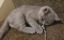 British Shorthair cats for sale: British shorthair  - Image 9