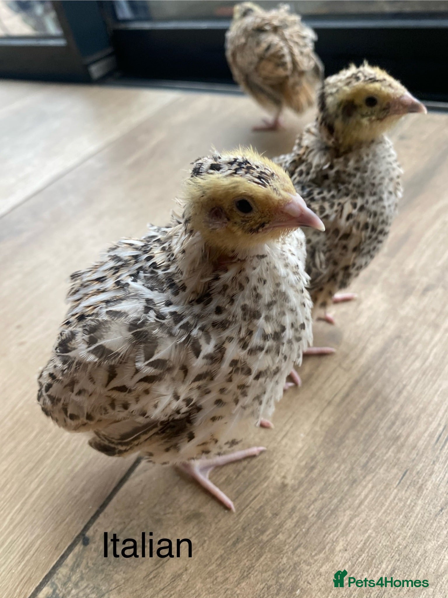 Quail poultry 3wk old Japanese and Italian jumbos £9 - Advert 1