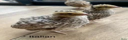 Quail poultry for sale: 3wk old Japanese and Italian jumbos £9 - Advert 1