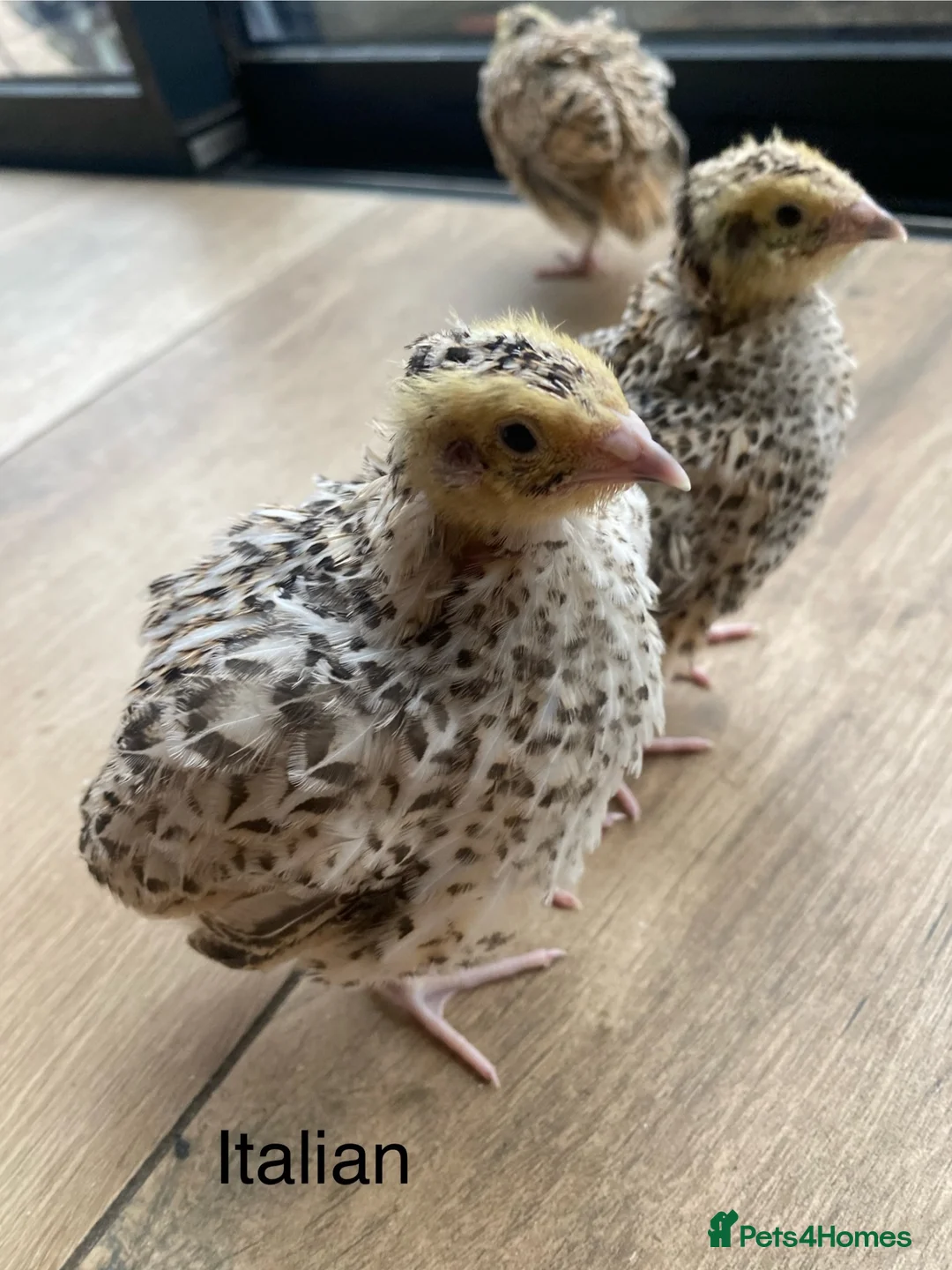 Quail poultry for sale: 3wk old Japanese and Italian jumbos £9 - Advert 1