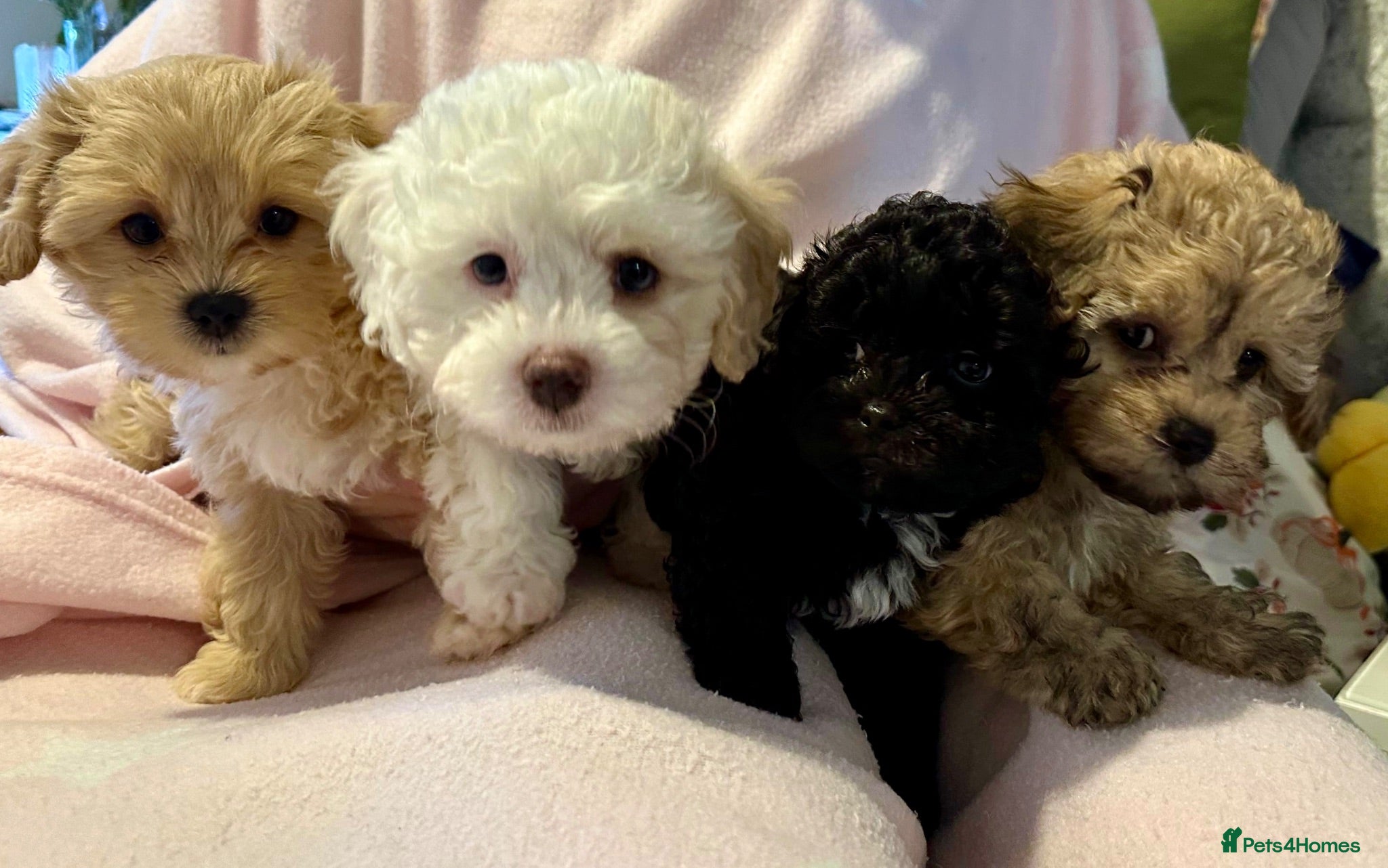 Mixed Breed dogs Ready Now - Beautiful Shihpoochon Puppies - Advert 1