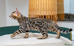 Bengal cats for sale: Top quality Bengal Girl- TICA reg.- AVAILABLE NOW - Advert 25