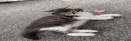 Maine Coon cats for sale: 🩵🩷Maine coon cross kitty's available now🩷🩵 - Advert 4