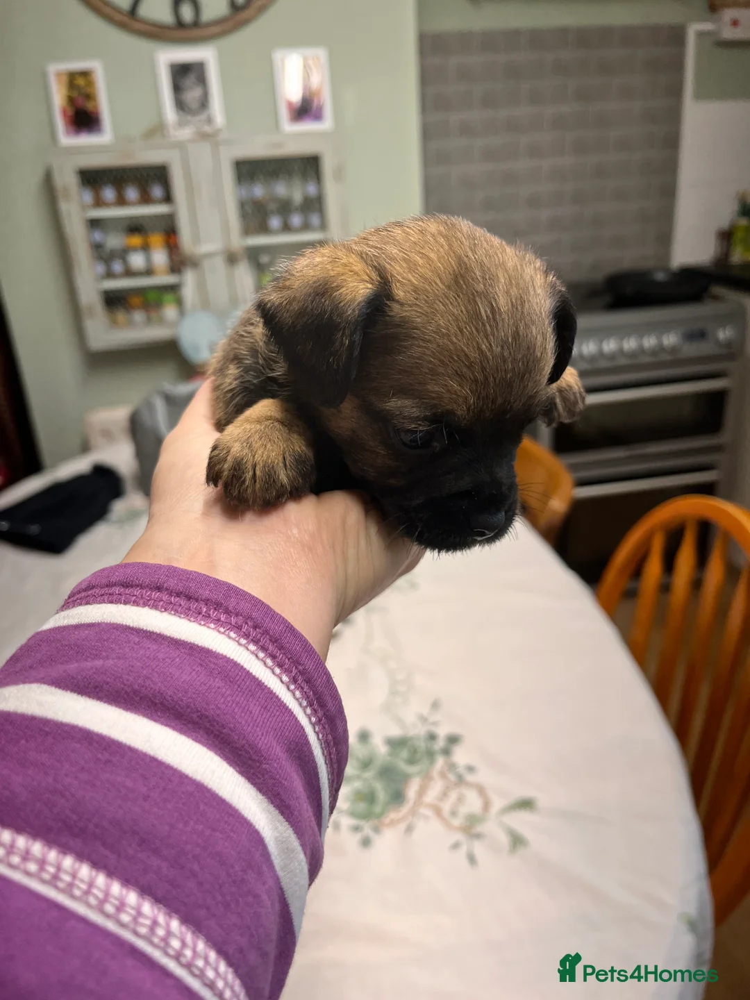 Border Terrier dogs for sale: 7 gorgeous Border Terrier puppies!!  - Advert 15