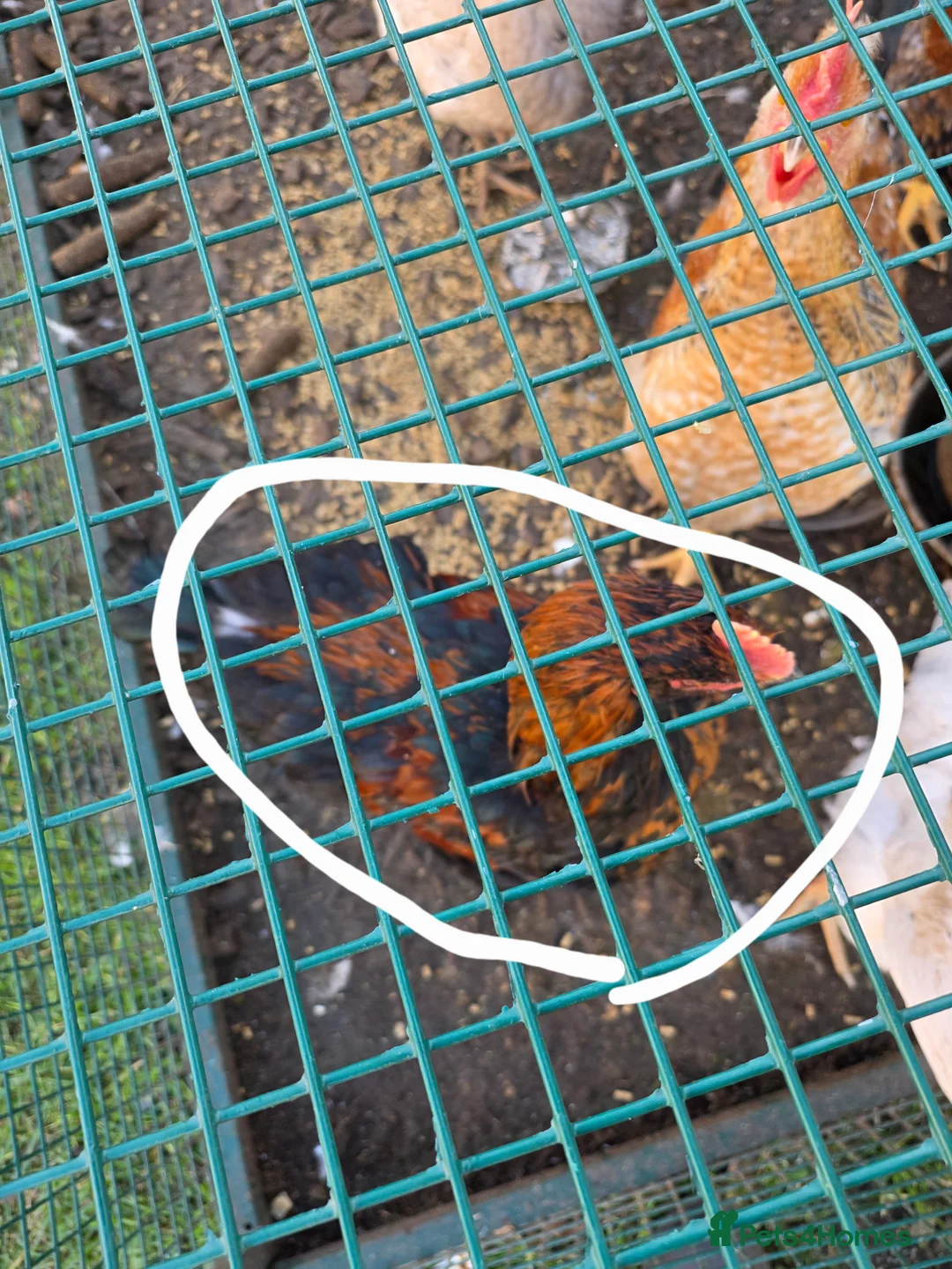 Chickens poultry for sale: 4 cockrals  in Ossett - Advert 2