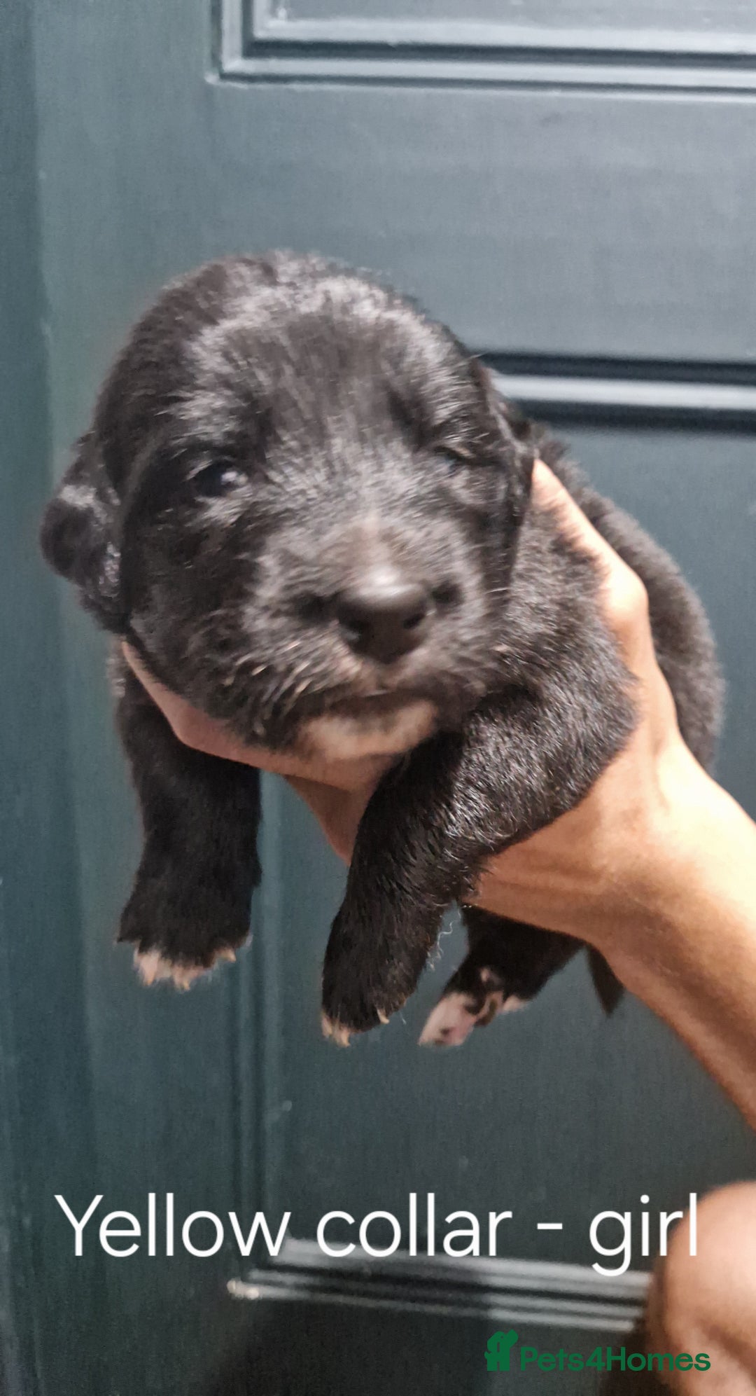 Mixed Breed dogs for sale: Newfoundland X Bernese Mountain Dog Puppies  - Image 7
