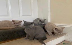 British Shorthair cats for sale: GCCF Active Championship line Blue & Lilac Kittens - Image 32