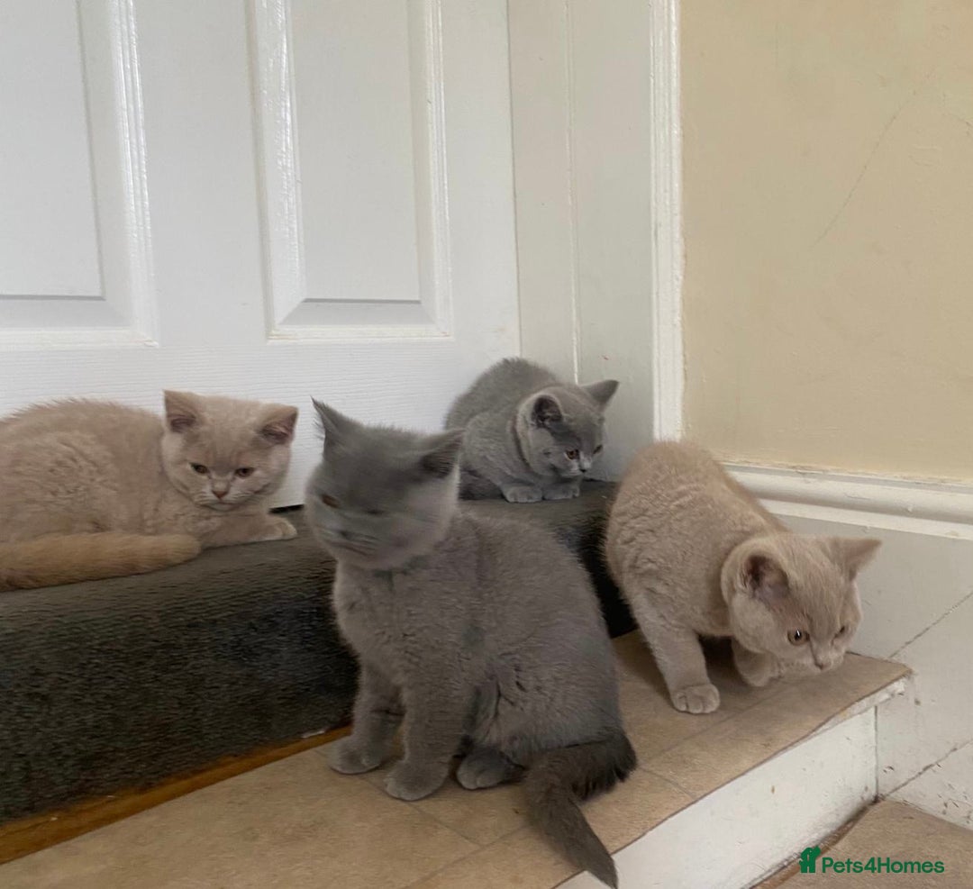British Shorthair cats for sale: GCCF Active Championship line Blue & Lilac Kittens - Image 32