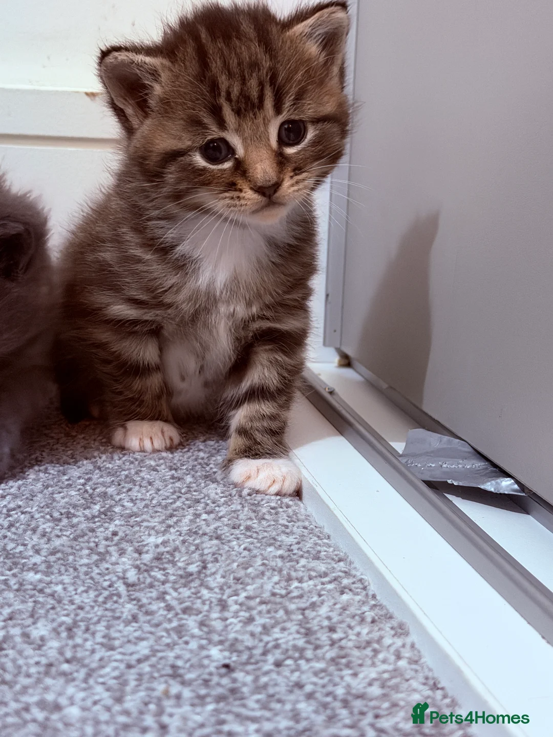 Mixed Breed cats for sale: No names yet - Advert 3