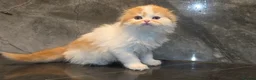 Scottish Fold cats for sale: Eight wee wonders seek mum/dad - Advert 14