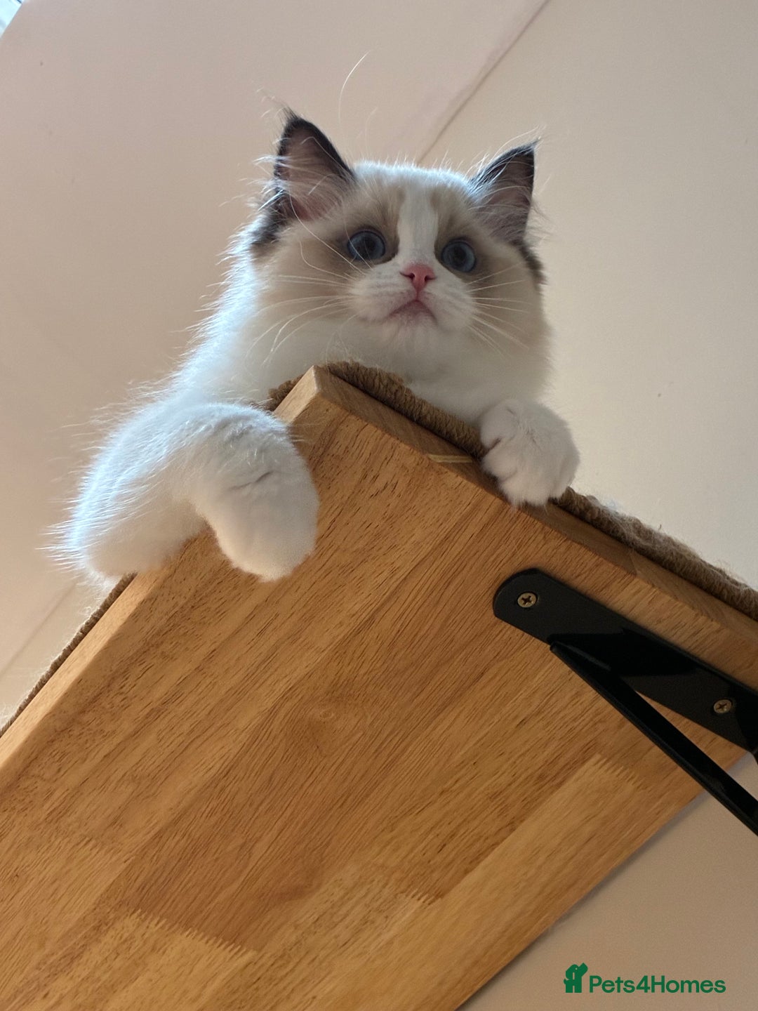 Ragdoll cats for sale: Gorgeous Ragdoll Kittens - Royal Raggies - Advert 10