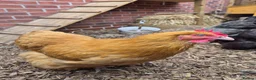 Chickens poultry for sale: Laying Female Chickens (breeds in description) in Derby - Advert 8
