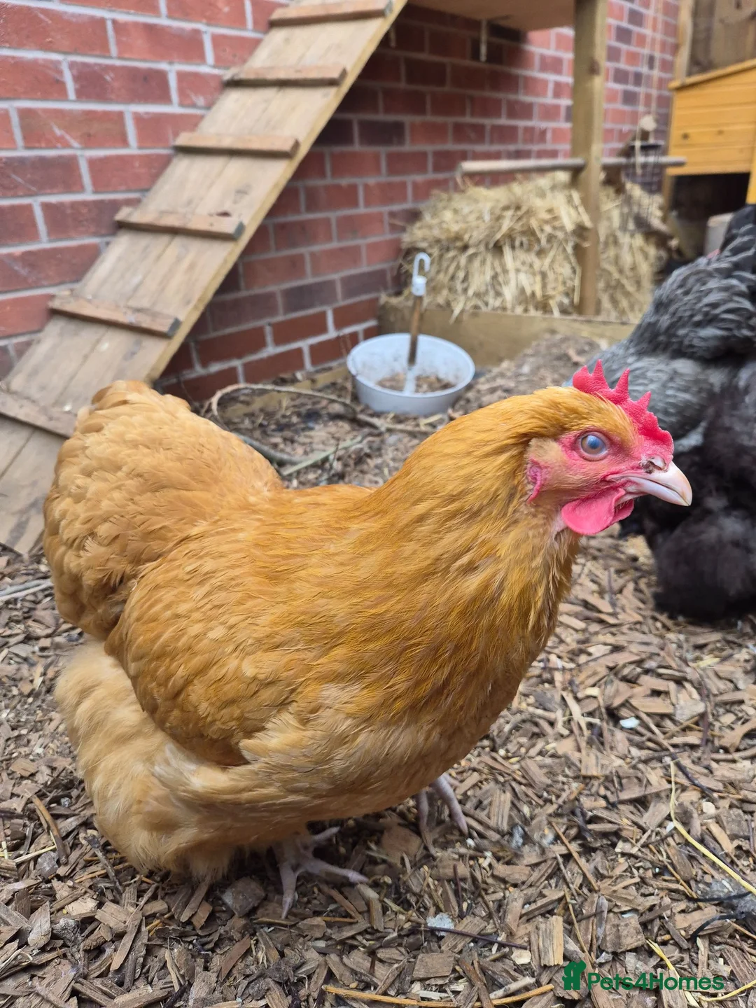 Chickens poultry for sale: Laying Female Chickens (breeds in description) in Derby - Advert 8
