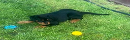 Rottweiler dogs for sale: Top German Rottweiler - Advert 6