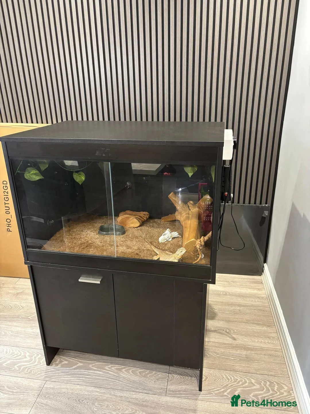 Bearded Dragon reptiles for sale: Female bearded dragon - Advert 4