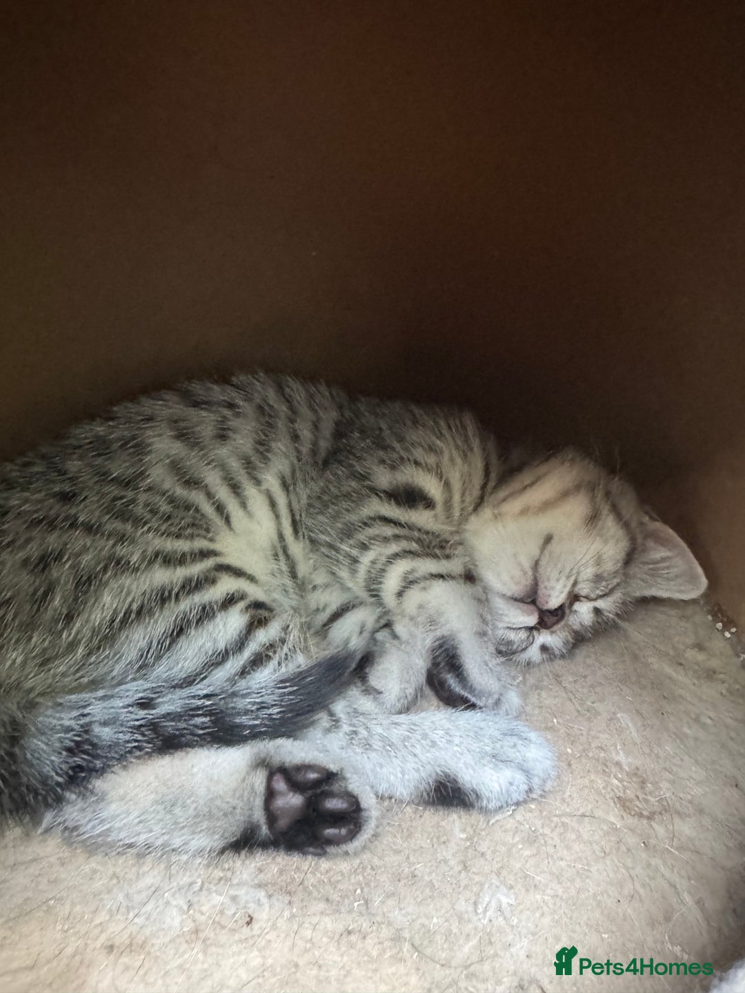 British Shorthair cats for sale: British blue / Scottish striaght kittens  - Image 8