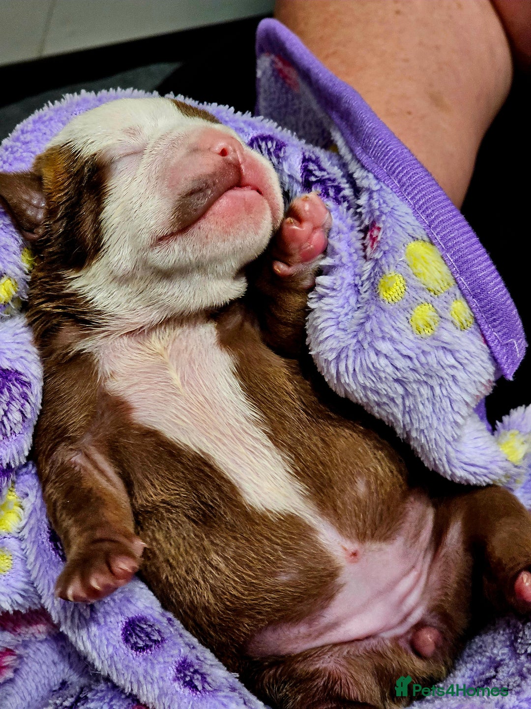 English Bulldog dogs for sale: KC Reg English Bulldogs Champion Bloodlines  - Image 15