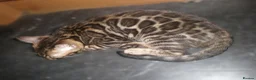 Bengal cats for sale: 5 Beautiful Bengal Kittens - Advert 8