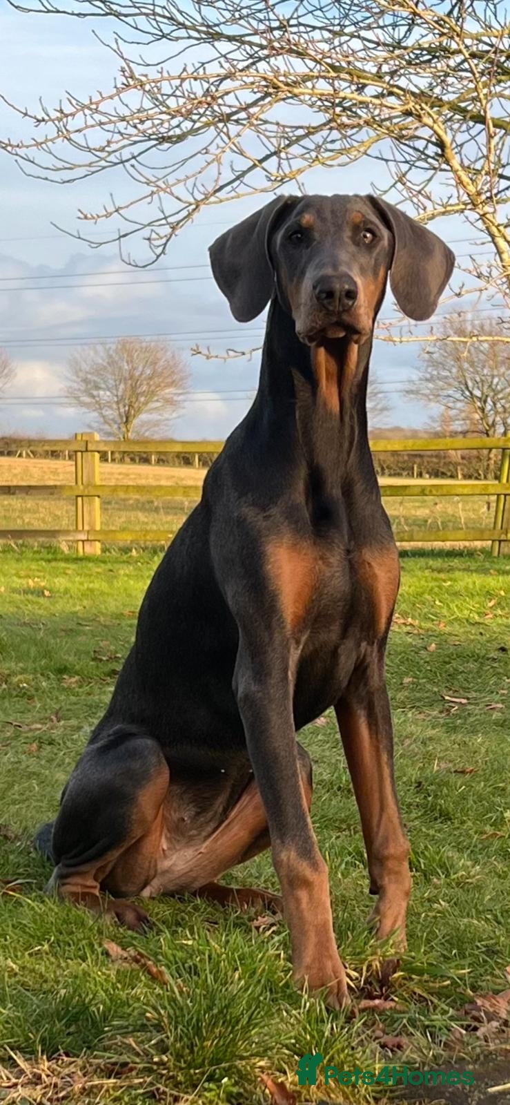 Dobermann dogs 9 month old female blue Doberman  - Advert 1