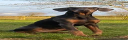 Dobermann dogs for sale: 9 month old female blue Doberman  - Advert 1
