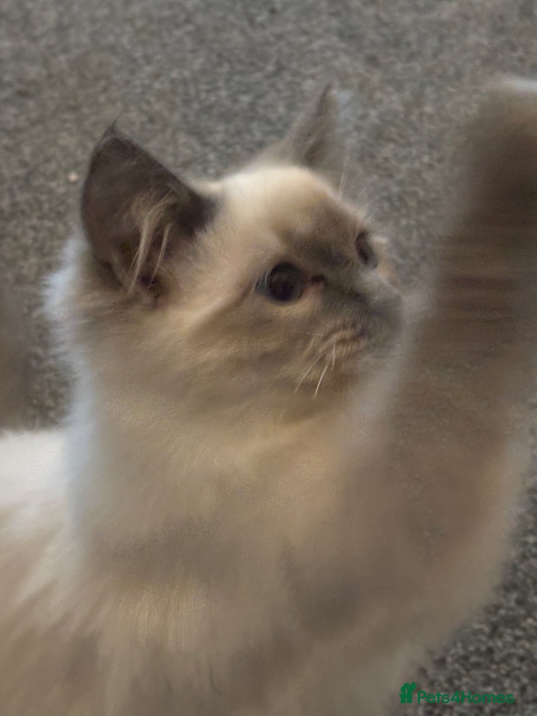 Ragdoll cats for sale: Gccf registered Ragdoll kittens  - Image 5
