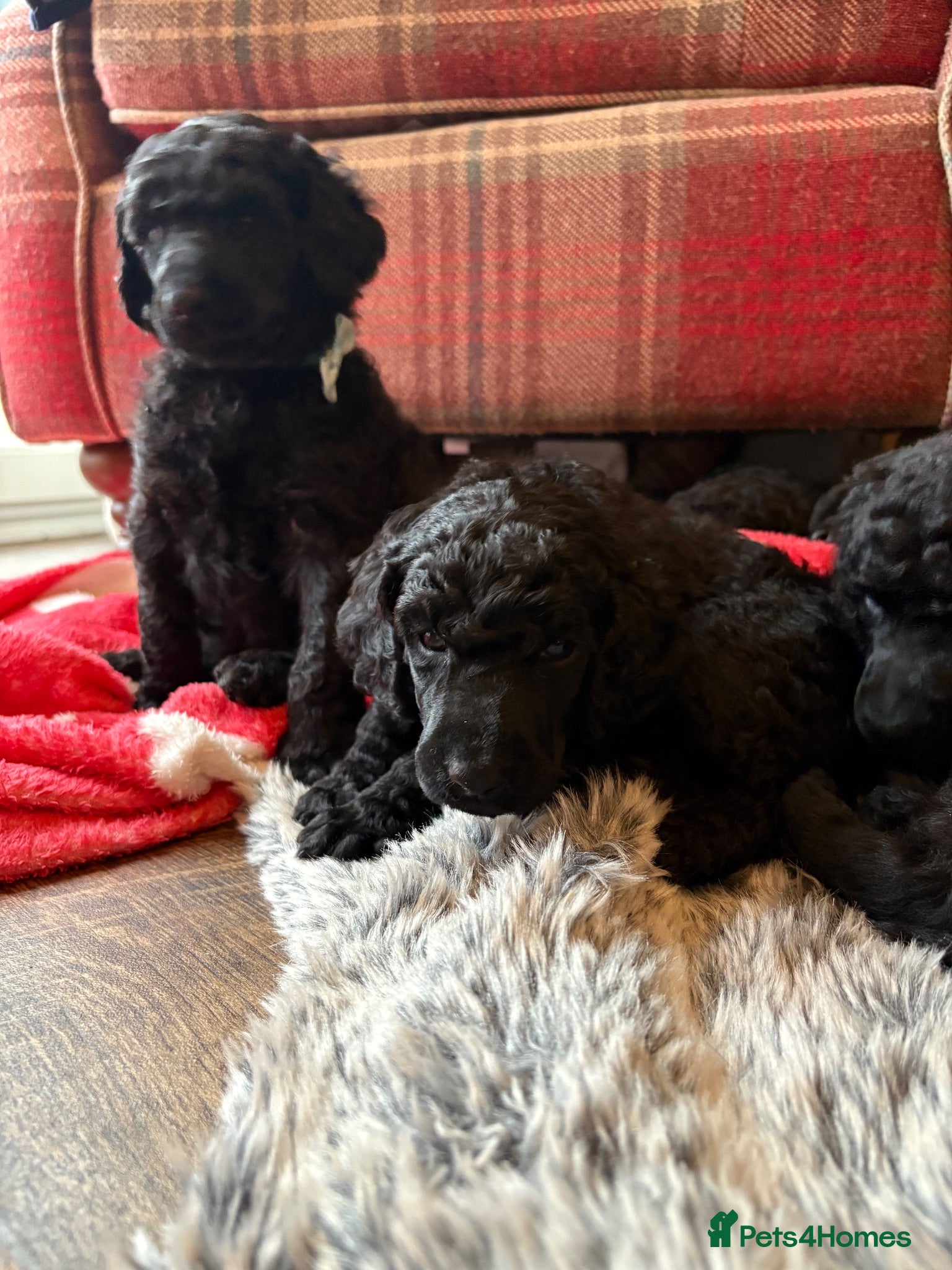 Standard Poodle dogs Exceptional Standard Poodle Puppies  - Advert 12