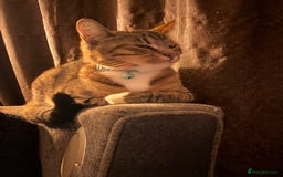 Mixed Breed cats for sale: 1 year old female  - Advert 2