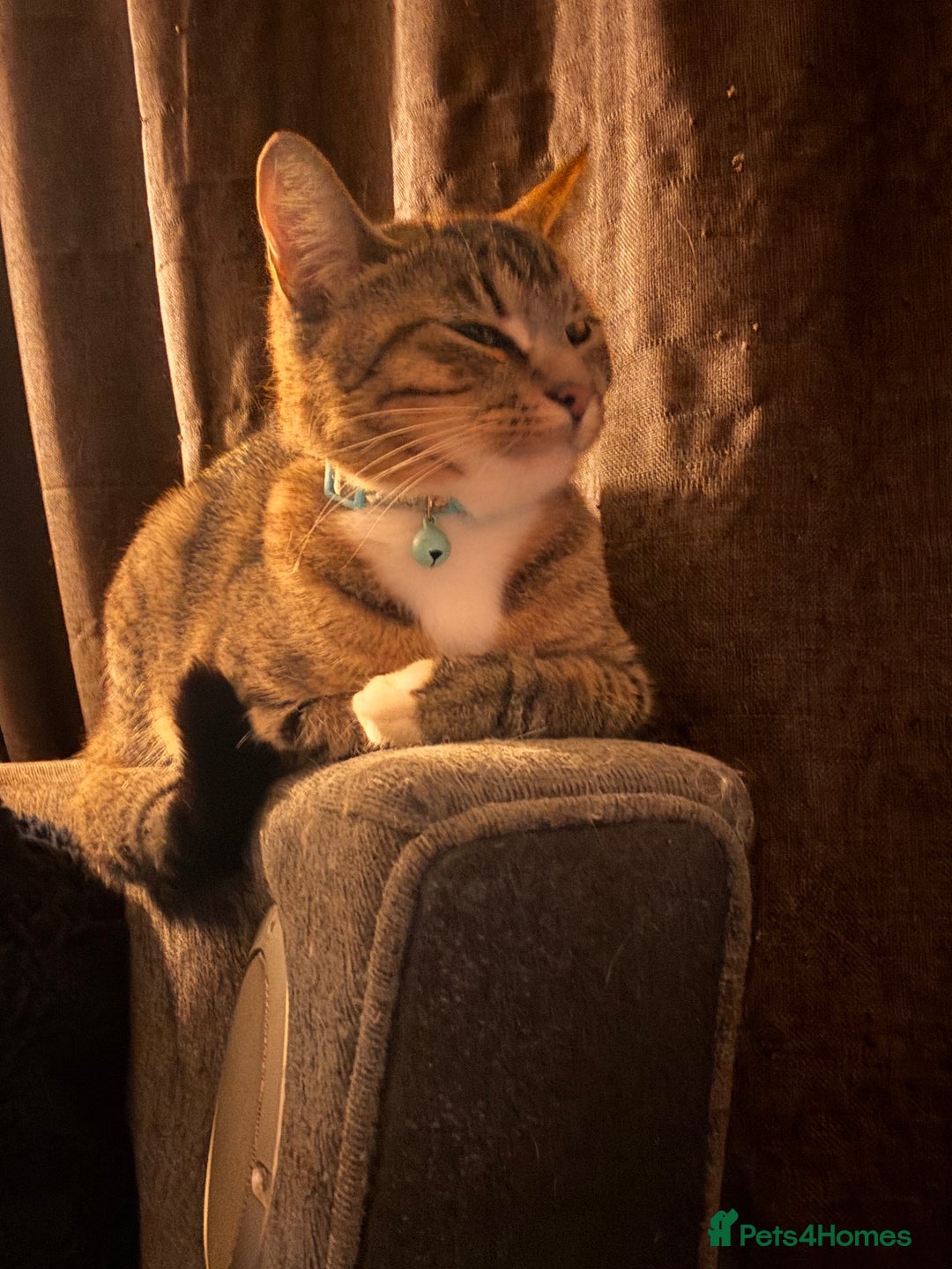 Mixed Breed cats for sale: 1 year old female  - Advert 2