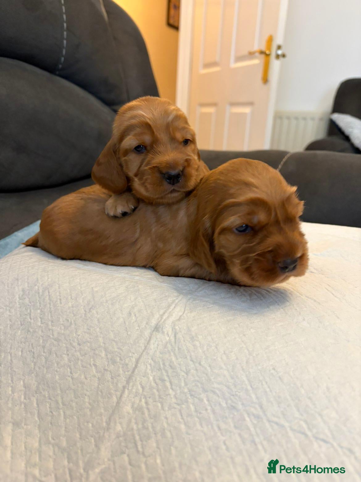 Cocker Spaniel dogs Show type cocker spaniels - Advert 1