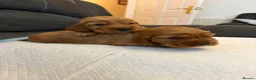 Cocker Spaniel dogs for sale: Show type cocker spaniels - Advert 1
