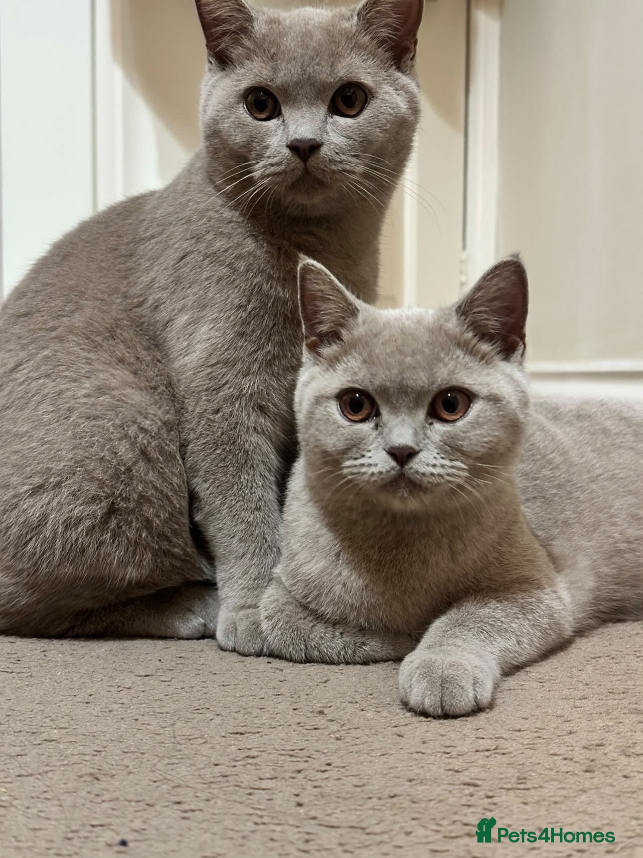 British Shorthair cats Lilac BSH girl 450£  - Advert 1