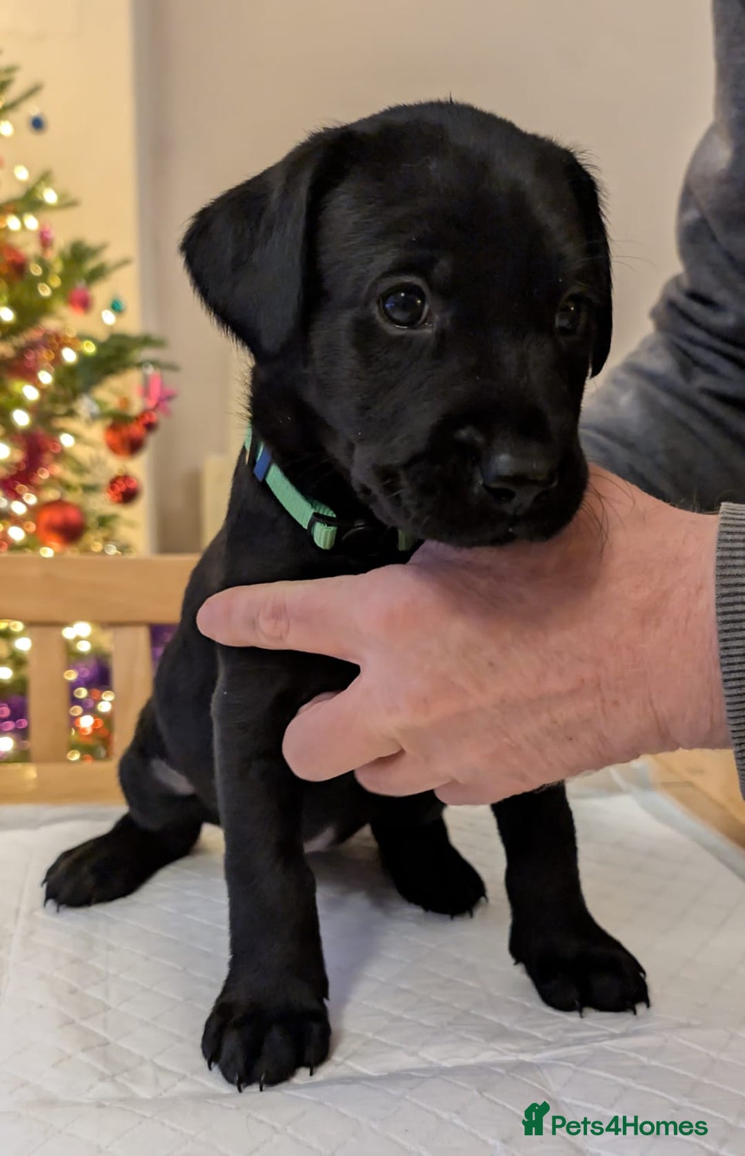 Labrador Retriever dogs for sale: Black KC Registered Labrador Puppies - Advert 6