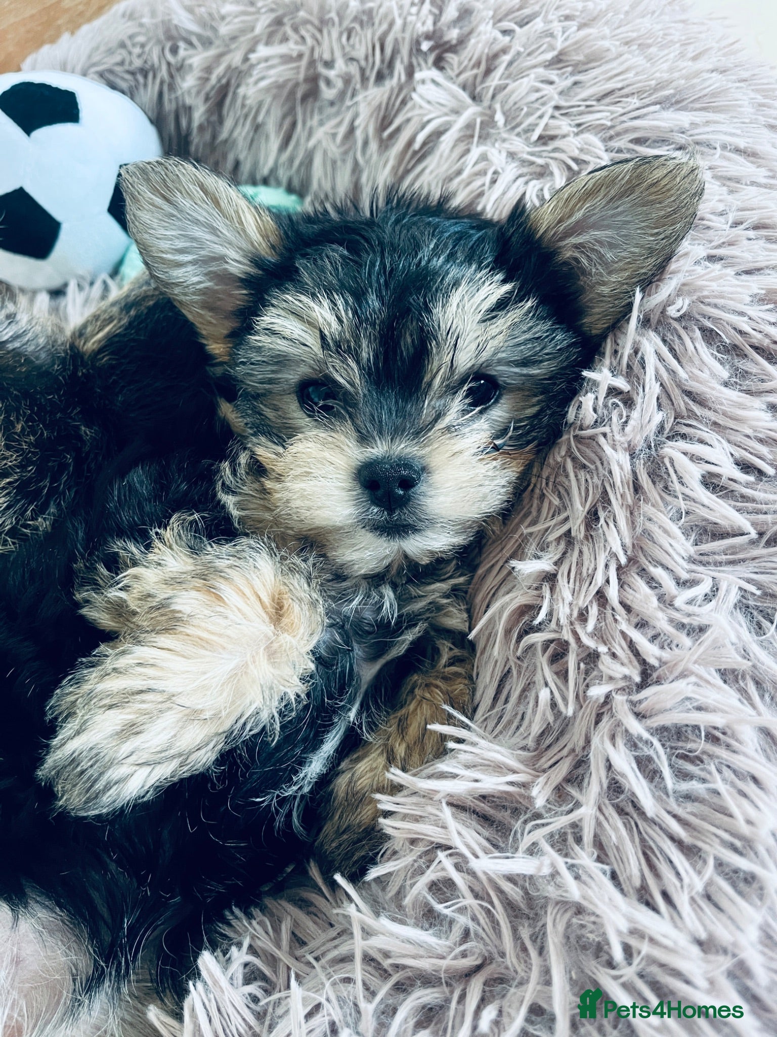 Mixed Breed dogs 🐾 Beautiful Yorkshire Terrier Puppies   🐾 - Advert 2