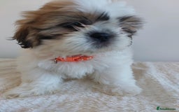 Shih Tzu dogs for sale: Beautiful Shih tzu puppies 🫶🏼 - Image 6