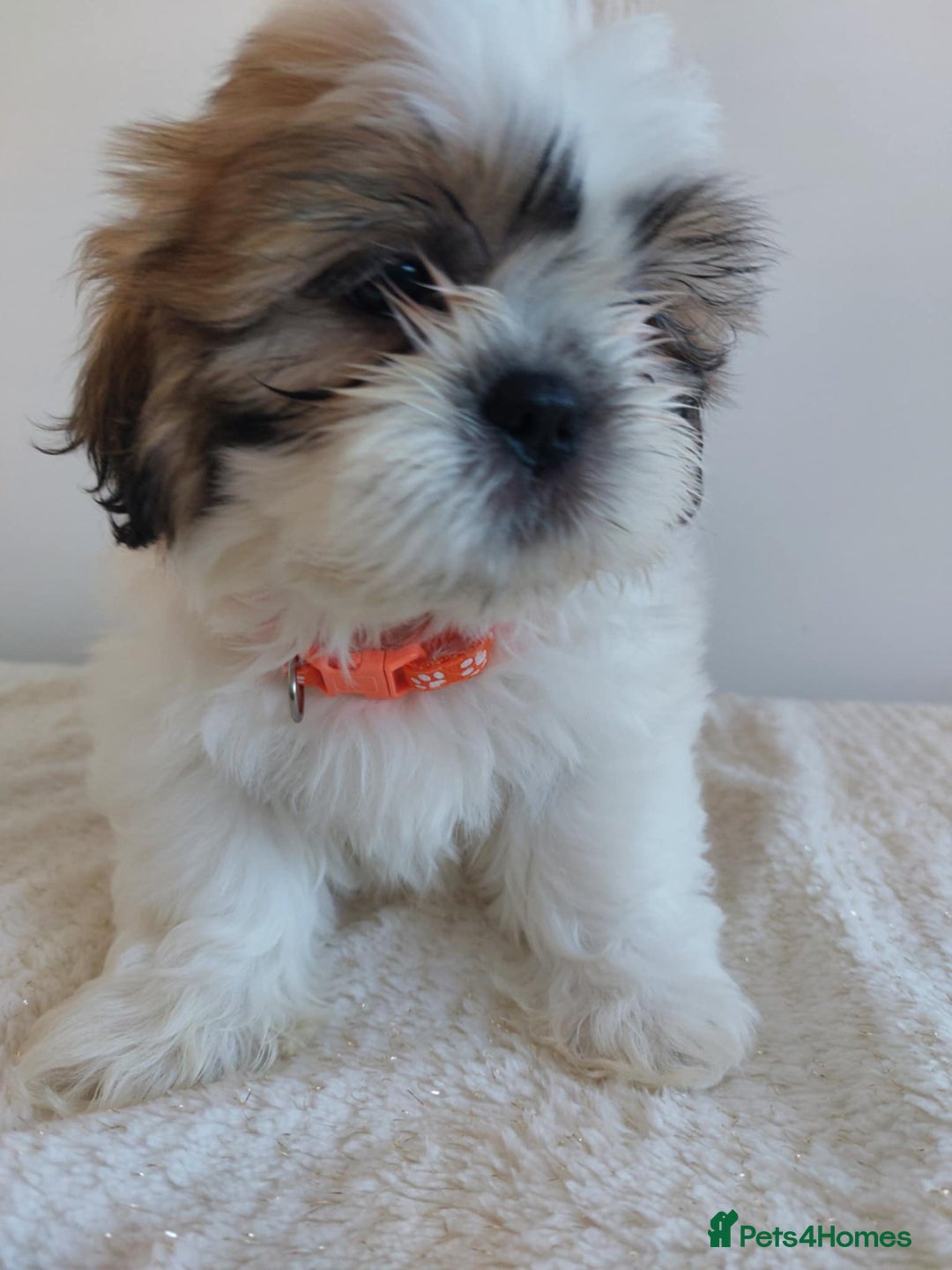 Shih Tzu dogs for sale: Beautiful Shih tzu puppies 🫶🏼 - Image 6