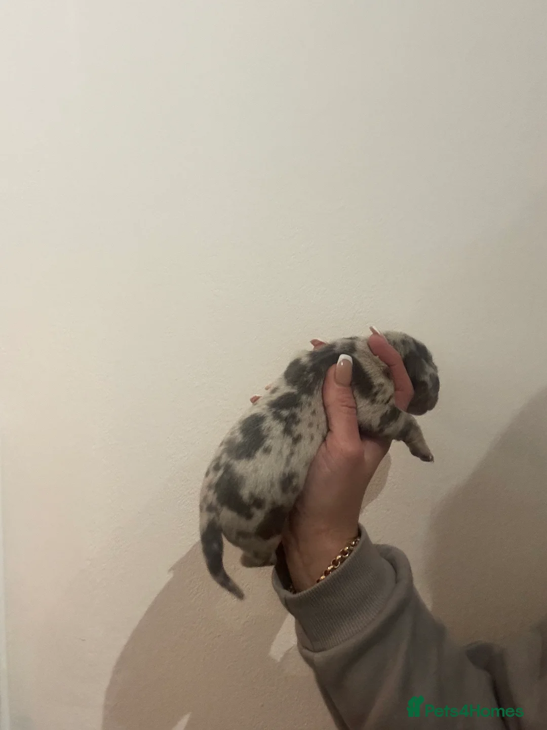 Dachshund dogs for sale: Miniature dashaund - Advert 20