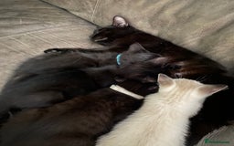 Mixed Breed cats for sale: X Siamese Adorable Kittens (white reserved now) - Image 10