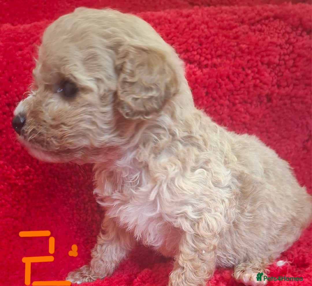 Cavapoo dogs for sale: Cavapoo puppies 🐶  - Advert 7
