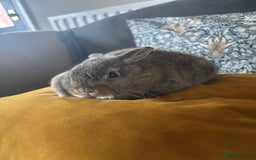 Mini Lop rabbits for sale: Mini lop Agouti girl - Image 4