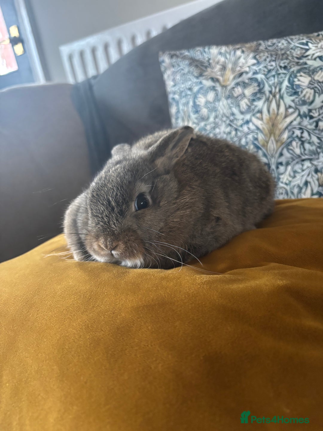 Mini Lop rabbits for sale: Mini lop Agouti girl - Image 4