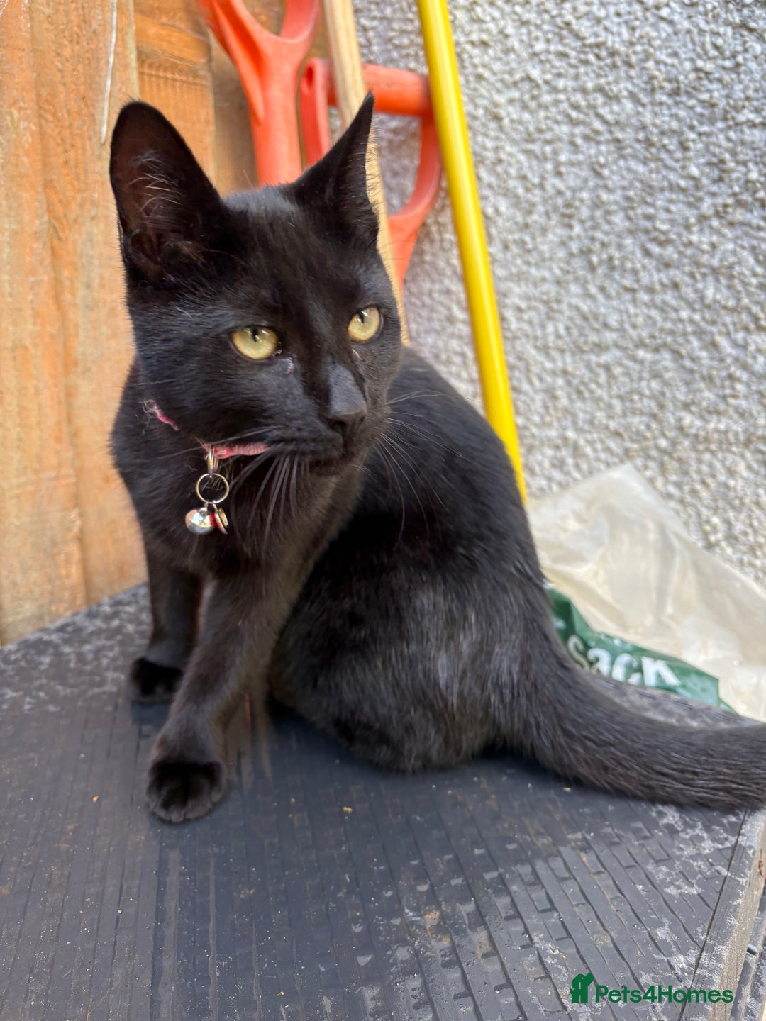 Domestic Shorthair cats for sale: Beautiful 6mo black kitten needing a new home - Image 2